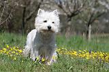 WESTIE 191